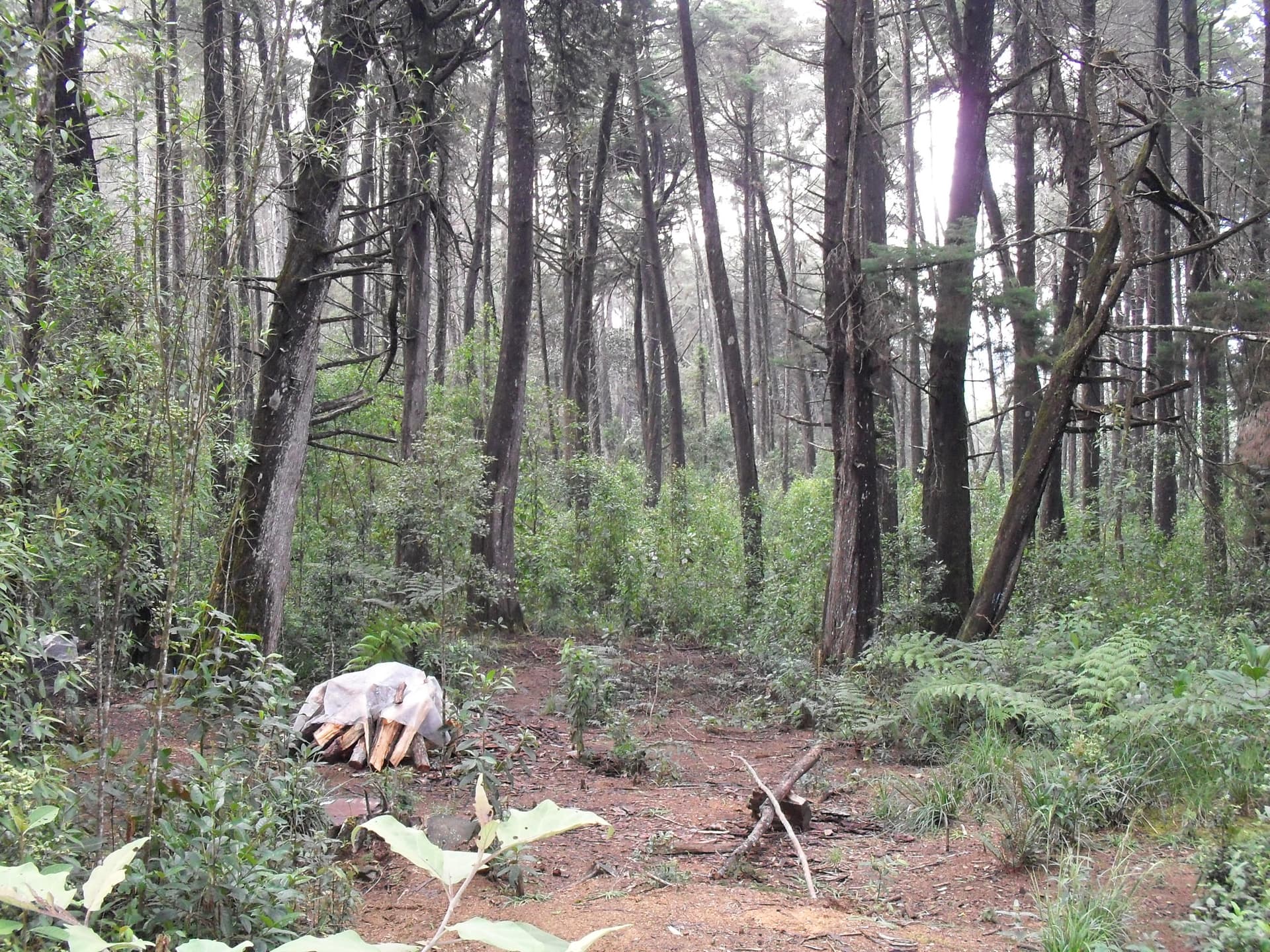 Naturaleza